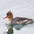 Female. Lacks white chin patch of female Common Merganser.