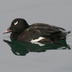 Male. Note: feathered bill base and white patch on eye.