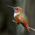 Adult male. Note: green back (up to 5% of male Rufous Hummingbirds can show a green back)