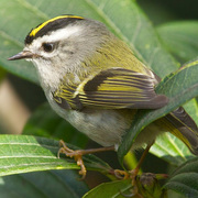 Adult female. Note: entirely yellow crown (no orange).