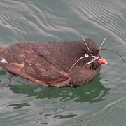 Breeding plumage. Note: white tip on bill and conspicuous white plumes.